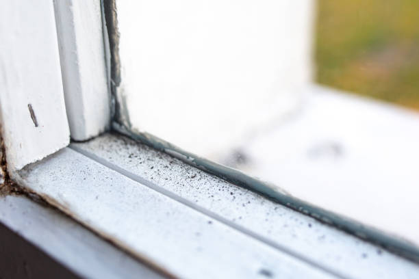 Best Environmental Consulting for Mold Prevention  in Winnebago, MN