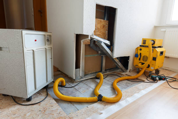 Best Basement Mold Removal  in Winnebago, MN