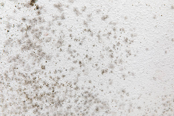 Best Mold Odor Removal Services  in Winnebago, MN