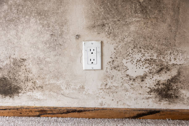 Best Mold Prevention Services  in Winnebago, MN